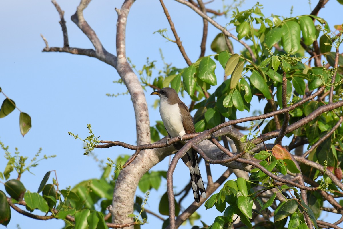 Yellow-billed Cuckoo - ML161169041