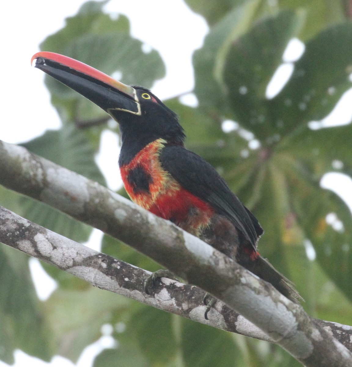 Fiery-billed Aracari - ML161169361