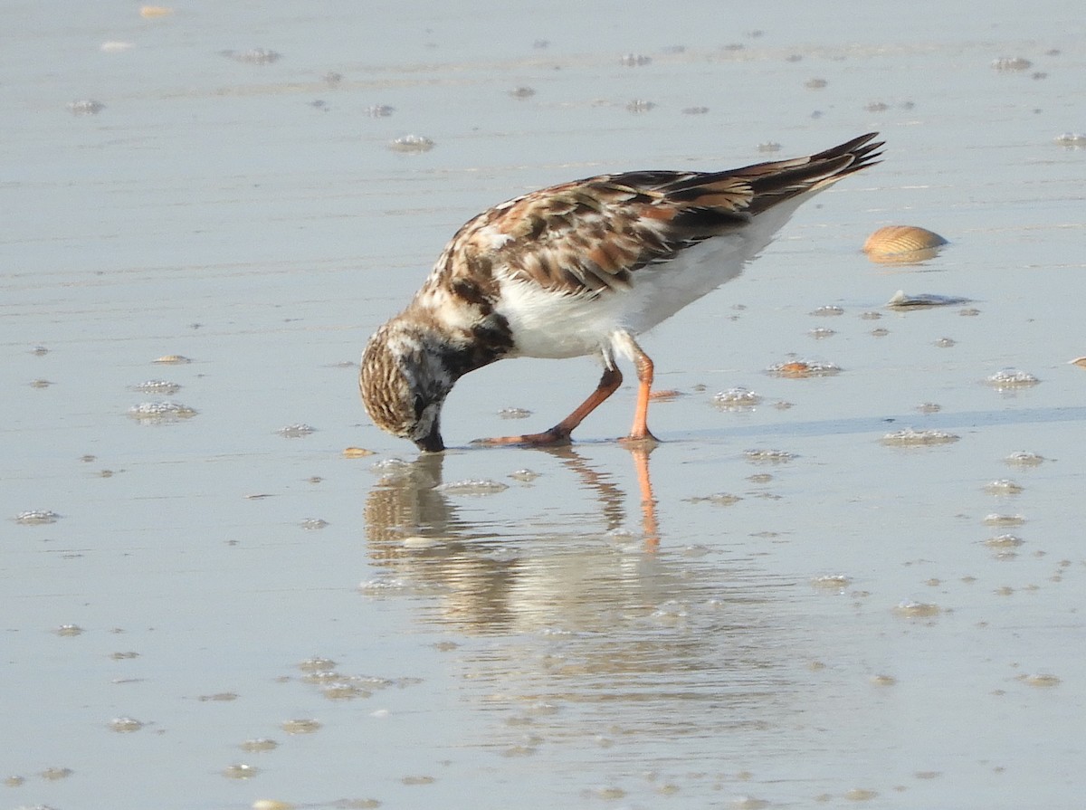 Ruddy Turnstone - Shane Carroll