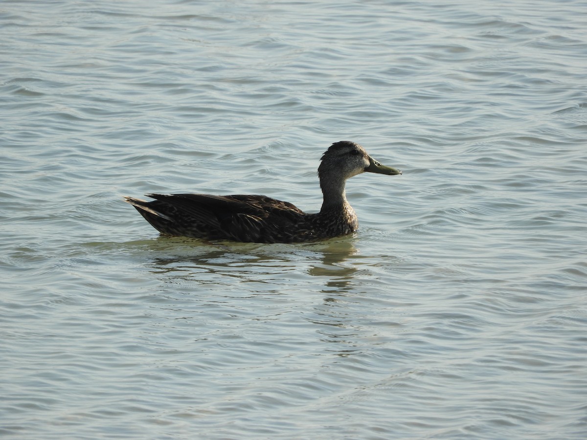 Mottled Duck - Shane Carroll