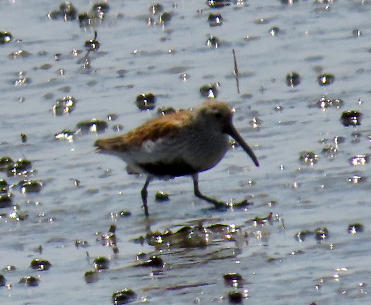 Dunlin - ML161171441