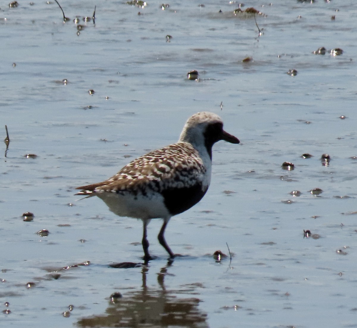 Black-bellied Plover - ML161171611