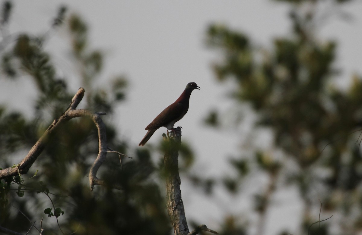 Pale-vented Pigeon - ML161172051