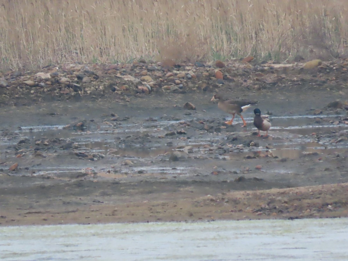 Greater White-fronted Goose - ML161174381