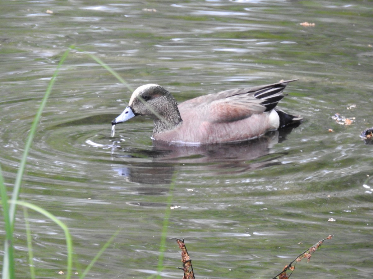 American Wigeon - Shelley Appleton