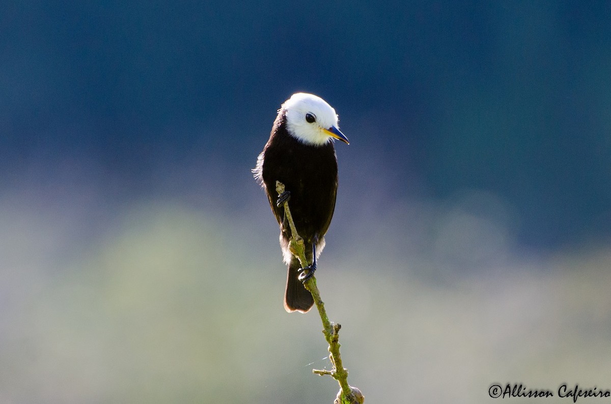 White-headed Marsh Tyrant - Allisson Cafeseiro