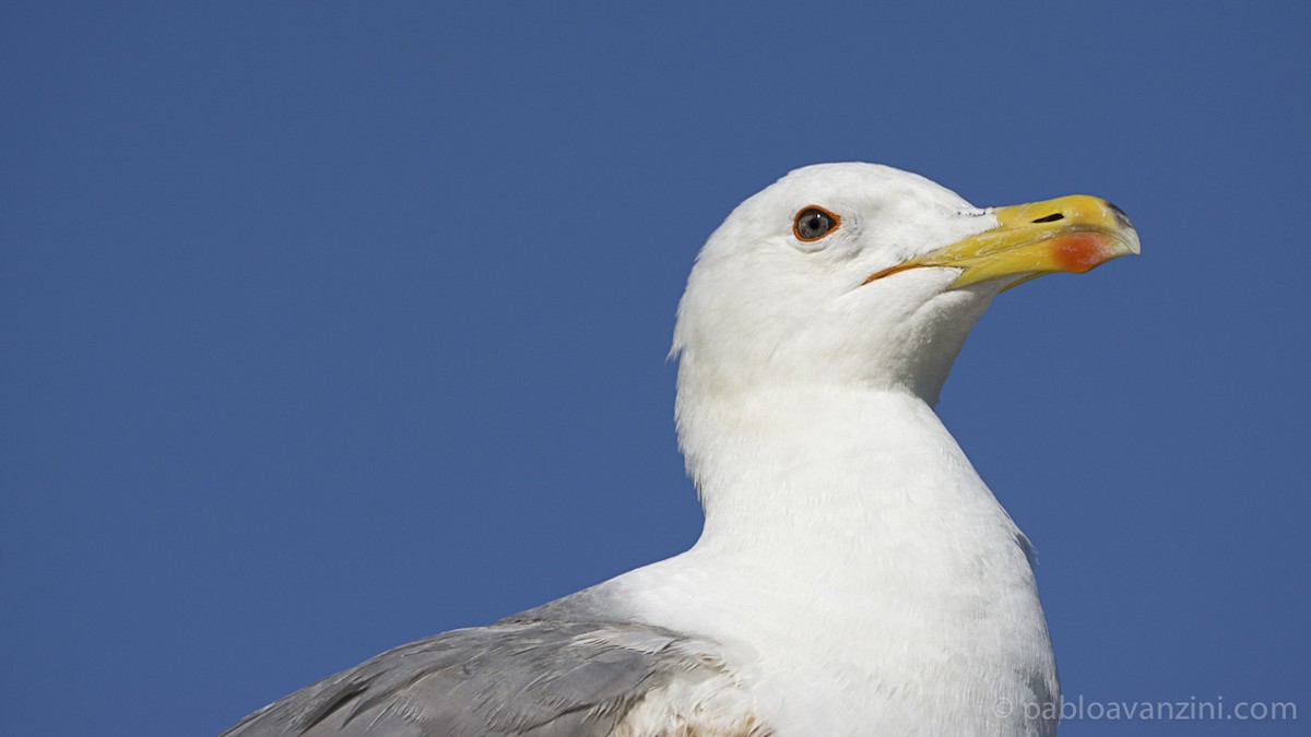 Gaviota Patiamarilla/Sombría - ML161175591