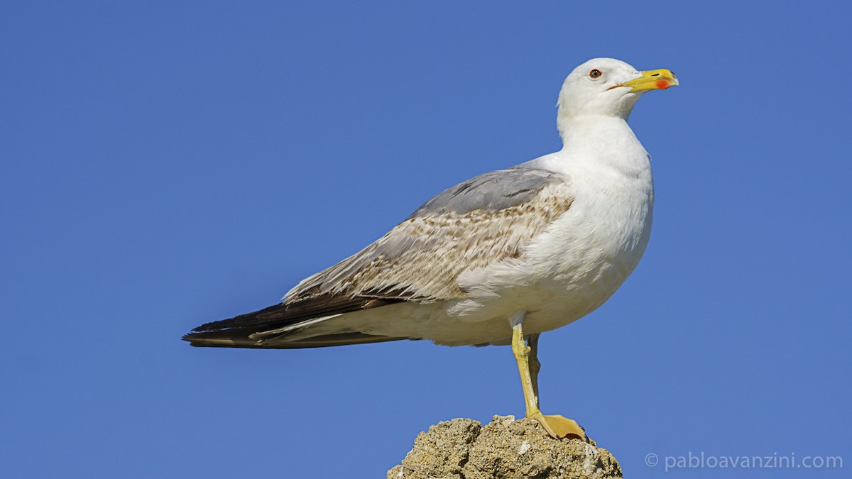 Gaviota Patiamarilla/Sombría - ML161175601