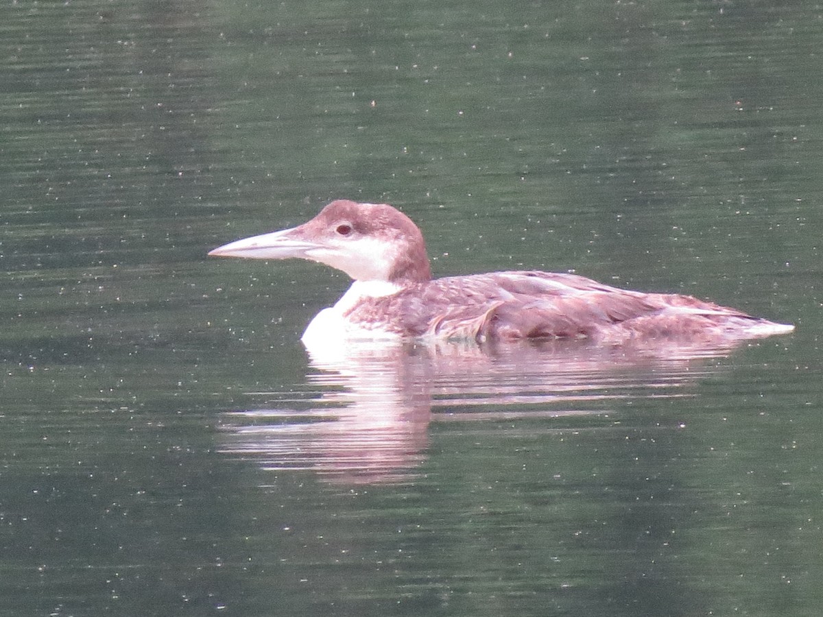 Common Loon - ML161182011