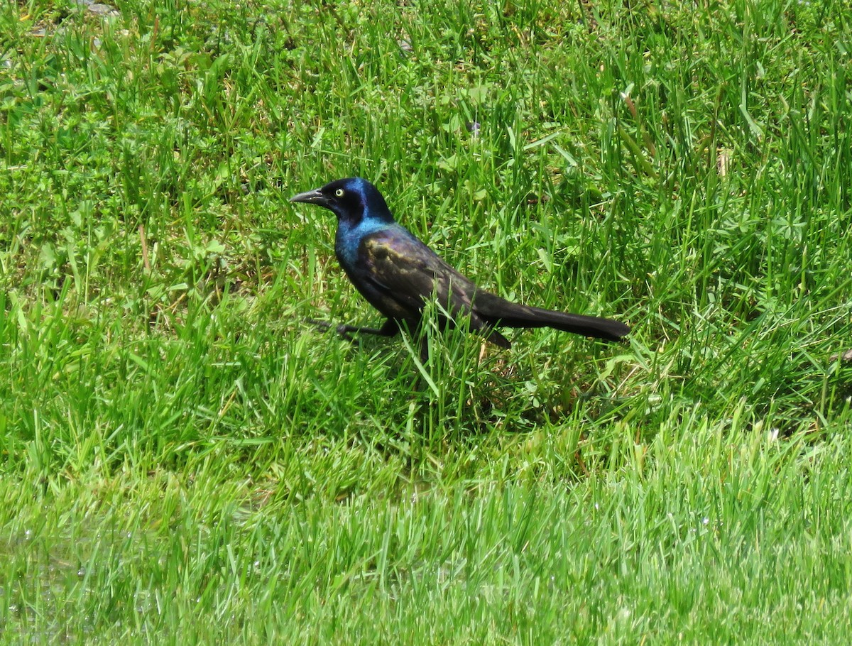 Common Grackle - ML161183471