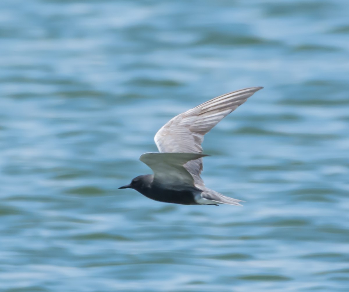 Black Tern - shawn mason