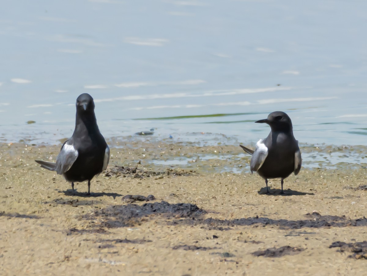 Black Tern - shawn mason