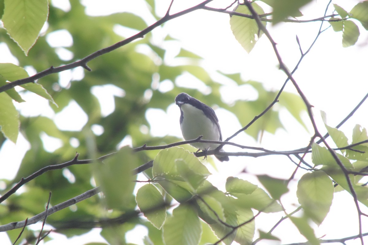 Siberian Blue Robin - ML161184881