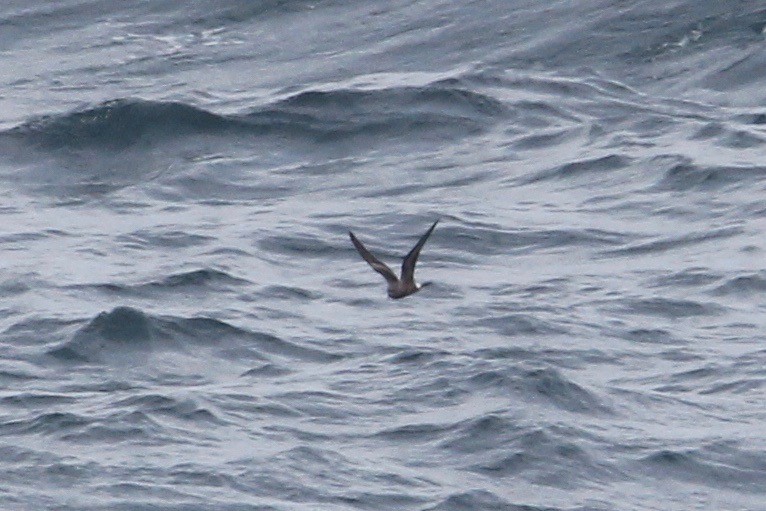 Leach's Storm-Petrel - ML161187061