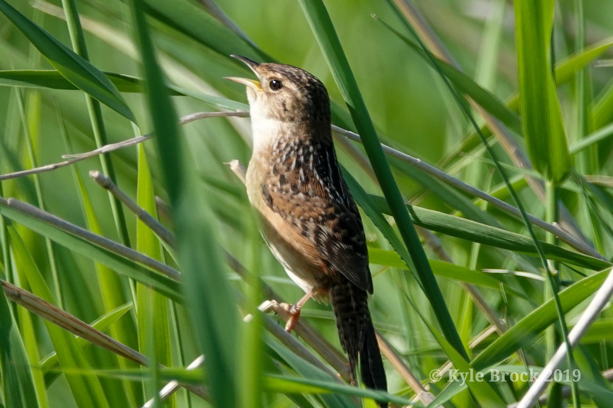 Sedge Wren - Kyle Brock