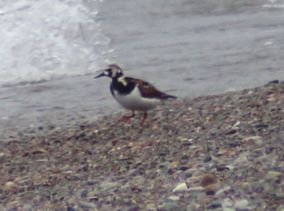 Ruddy Turnstone - ML161188131