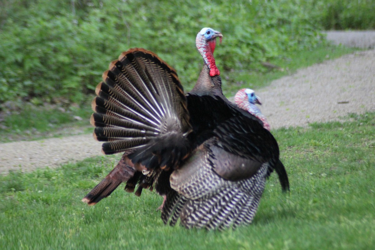 Wild Turkey - ML161189631