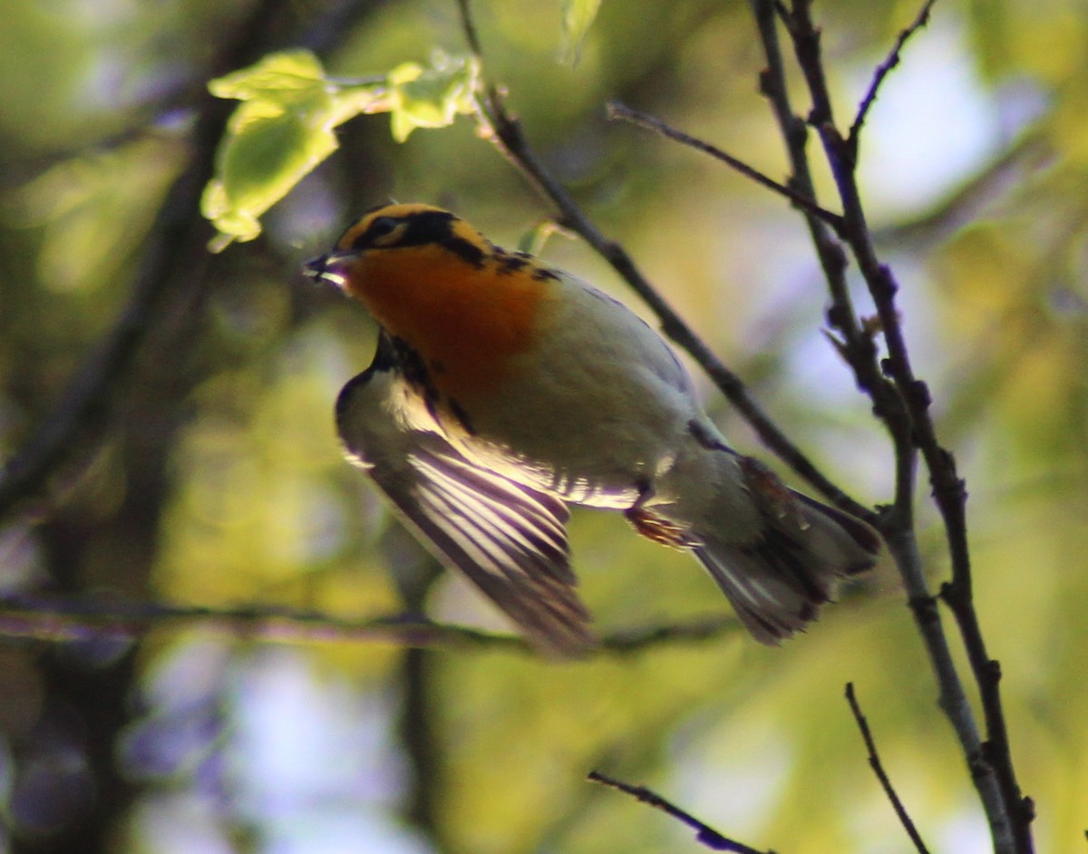 Blackburnian Warbler - ML161189721