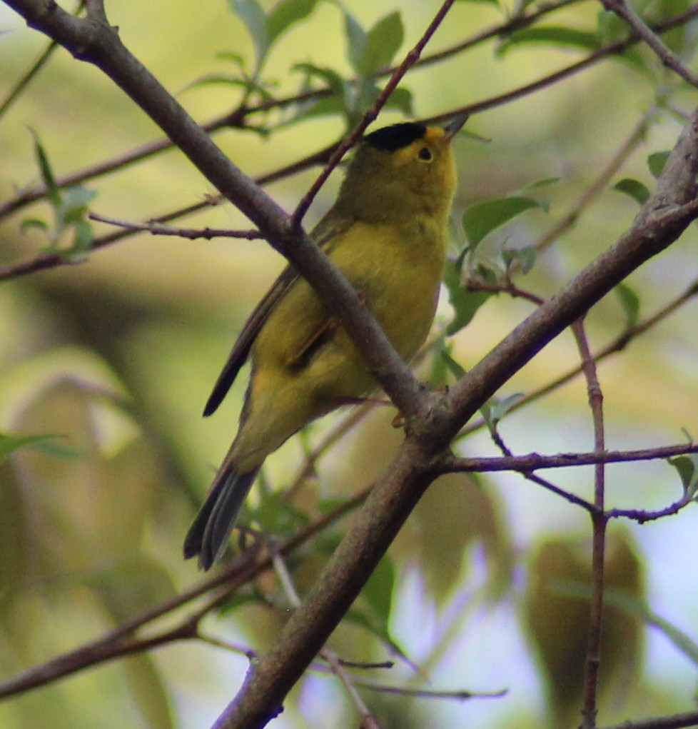 Wilson's Warbler - ML161189831