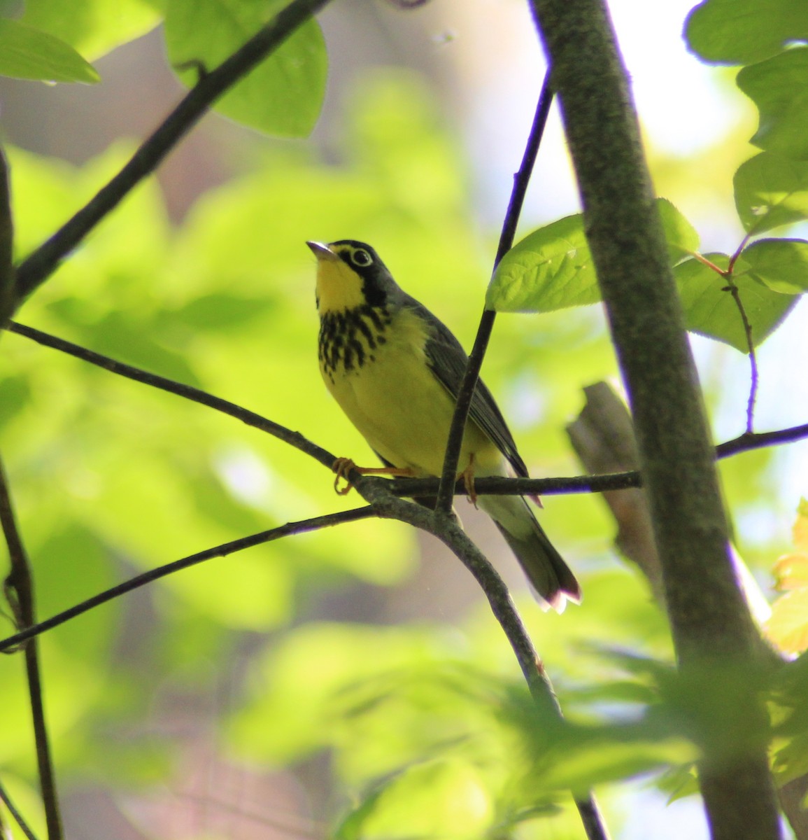 Canada Warbler - ML161190061