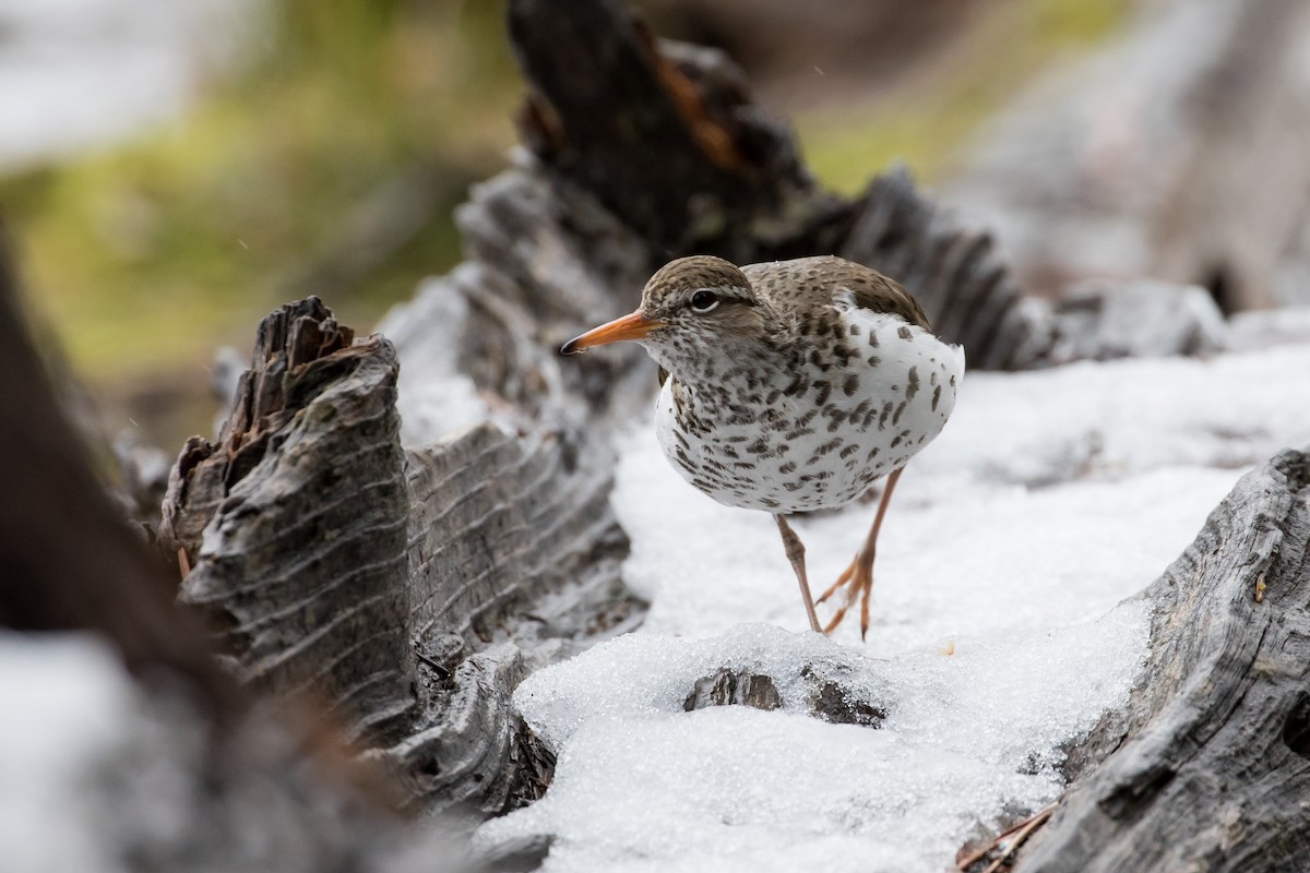 Spotted Sandpiper - ML161190171