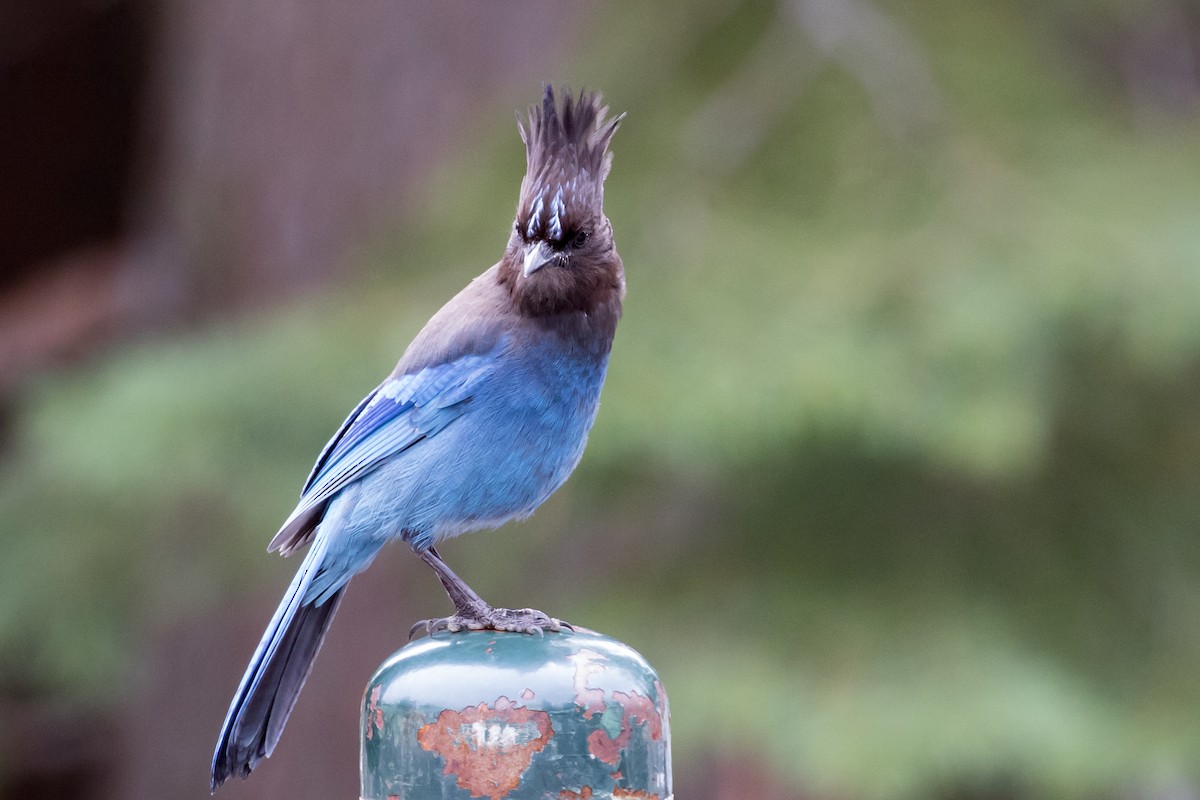 Steller's Jay - ML161190331