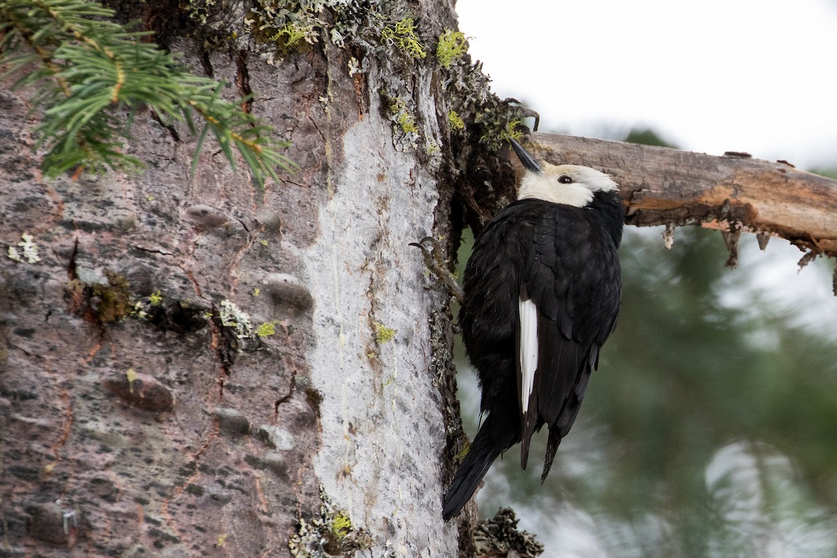 White-headed Woodpecker - ML161190501