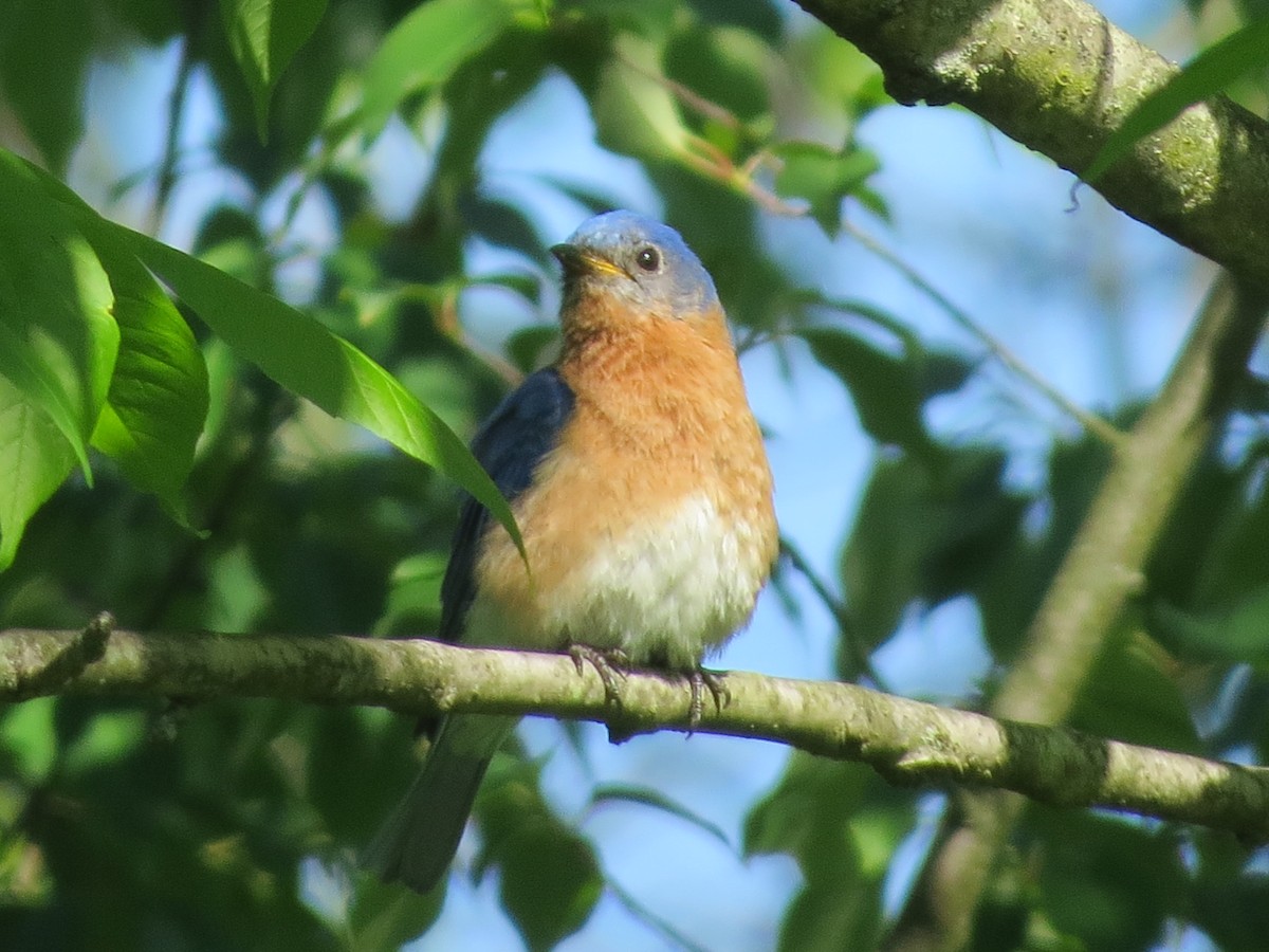 Eastern Bluebird - Ethan Maynard