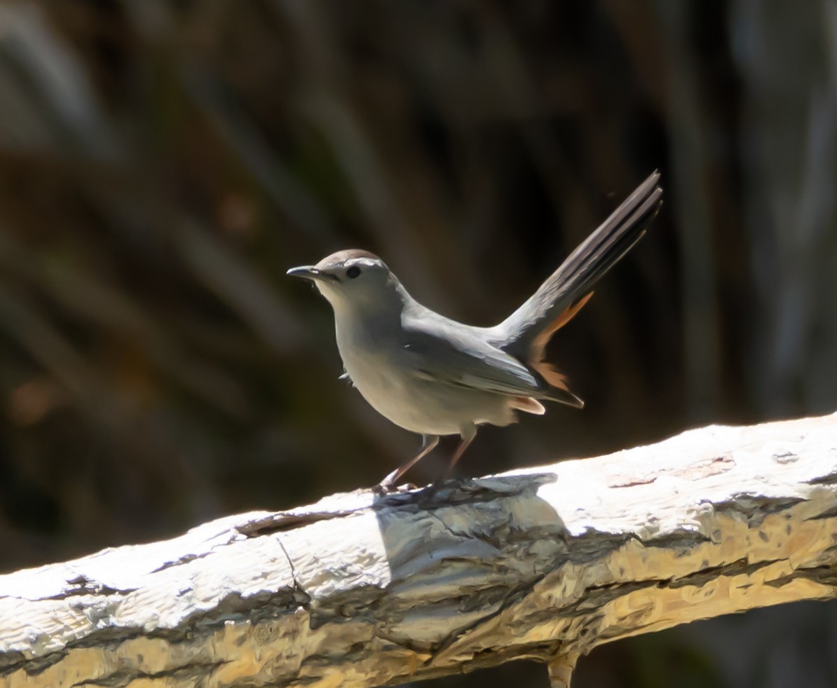 Gray Catbird - ML161190821