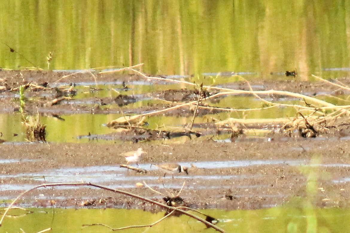 Semipalmated Plover - ML161191541
