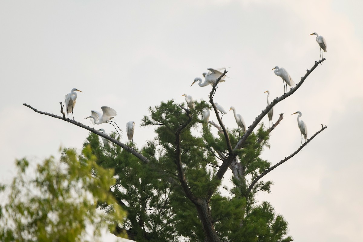 Great Egret - ML161193101