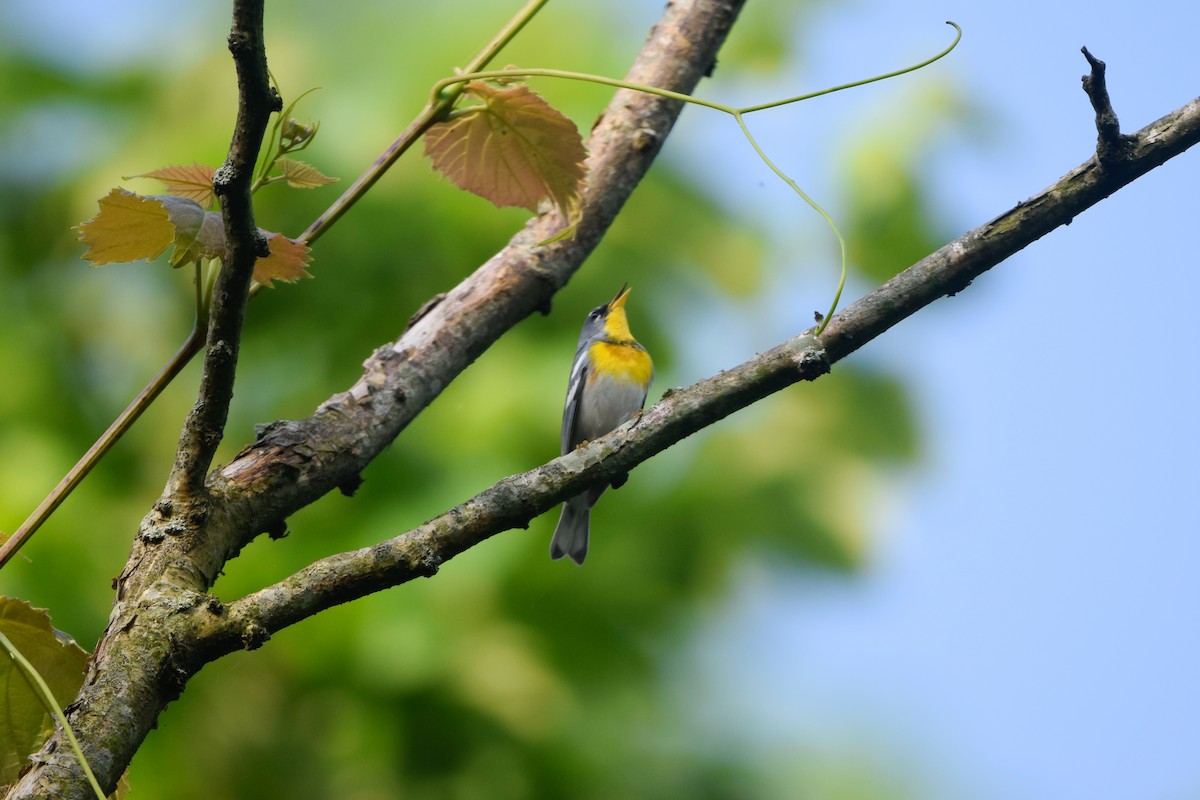 Northern Parula - ML161193141