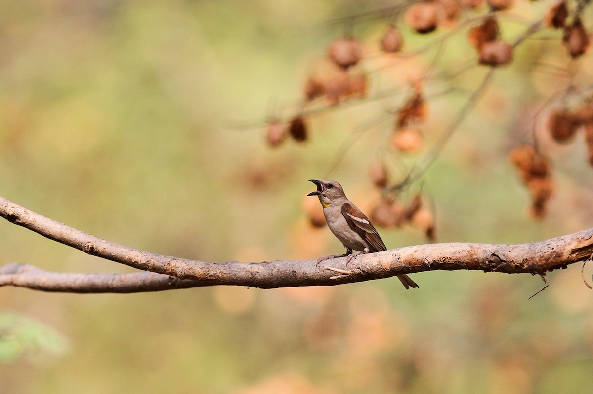 Yellow-throated Sparrow - PANKAJ GUPTA