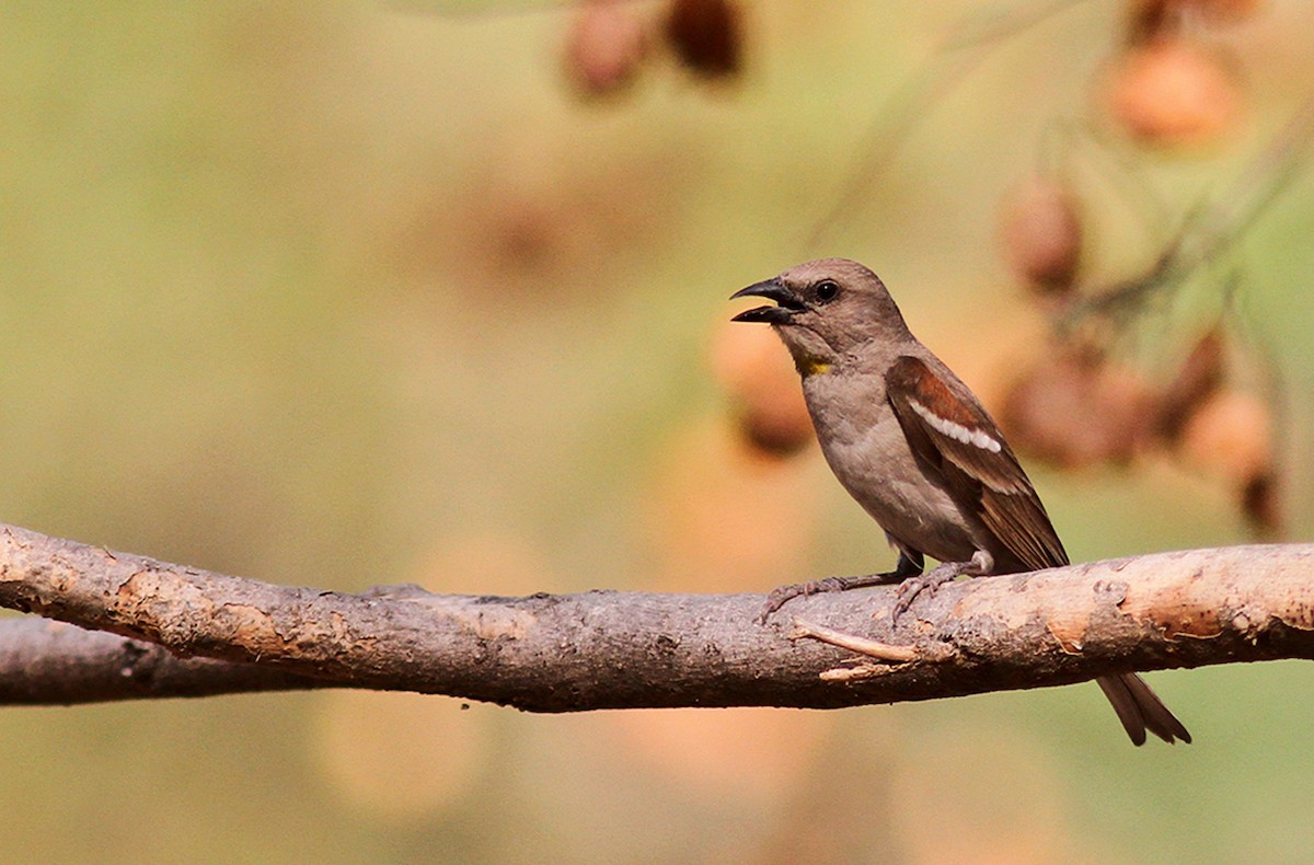 Moineau à gorge jaune - ML161194131