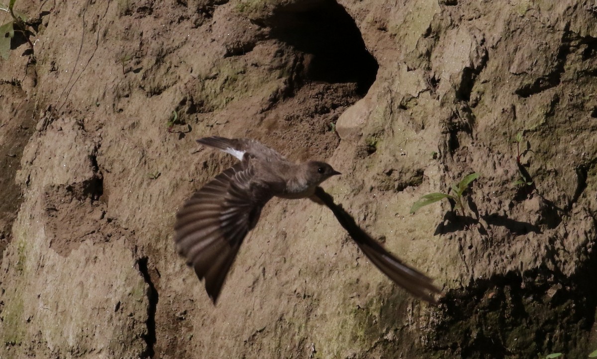 Northern Rough-winged Swallow - ML161195071