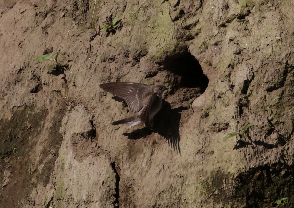 Northern Rough-winged Swallow - Robert Dixon