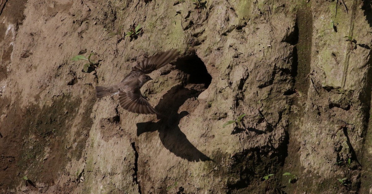 Golondrina Aserrada - ML161195101