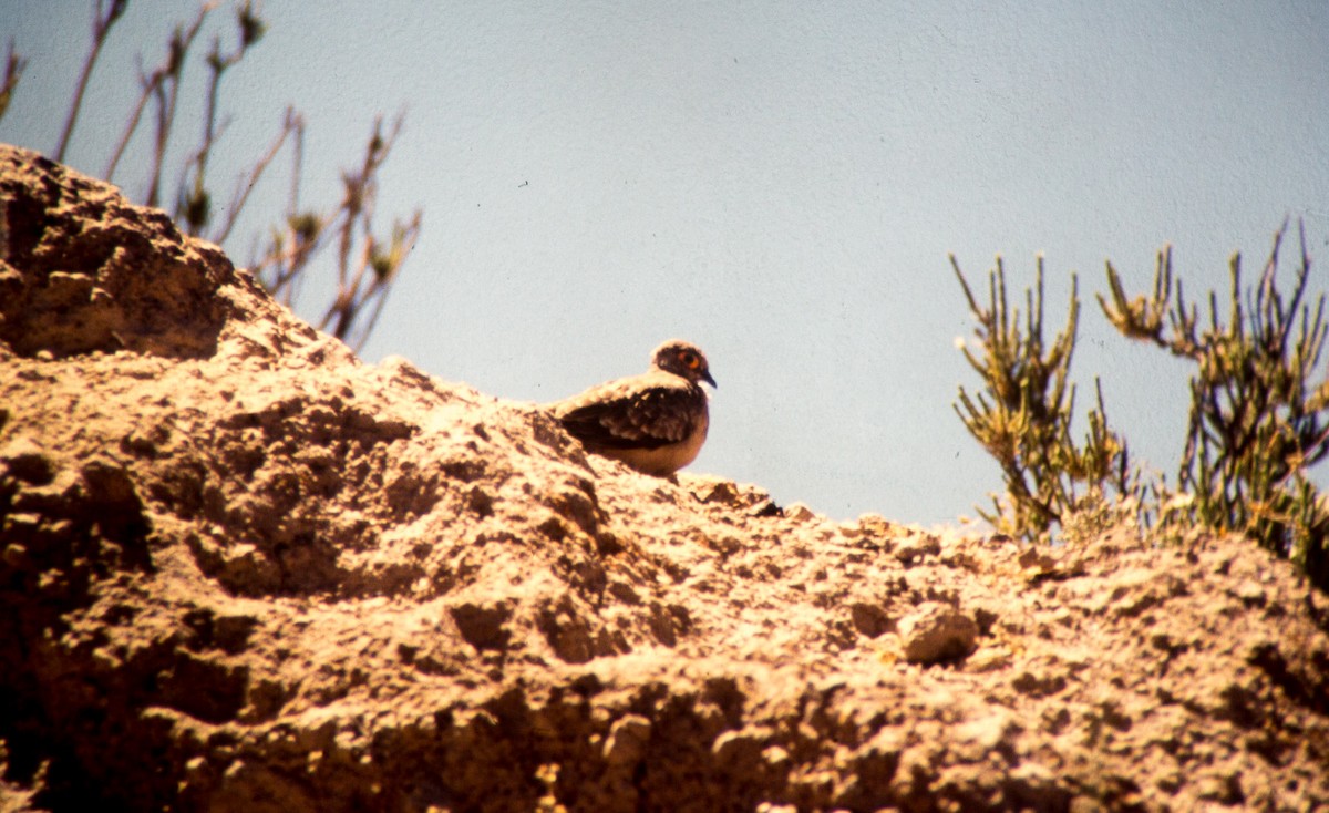 Bare-faced Ground Dove - Santiago Imberti