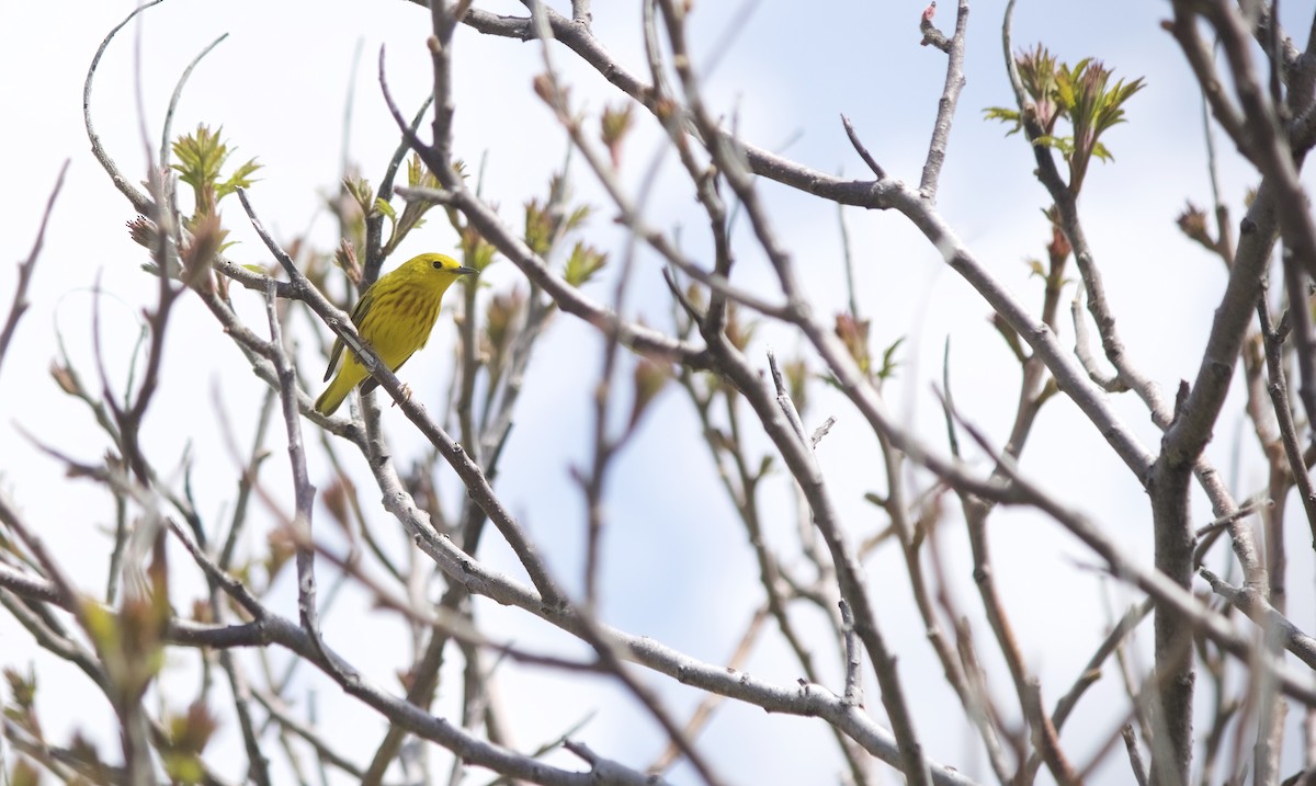 Yellow Warbler - ML161197431