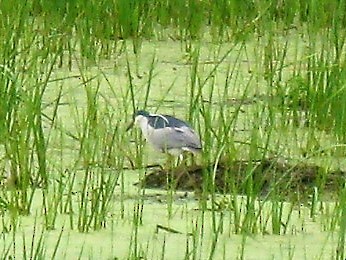 Black-crowned Night Heron - ML161197821