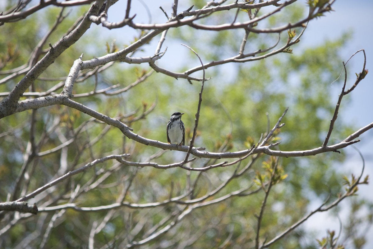 Blackpoll Warbler - ML161197901