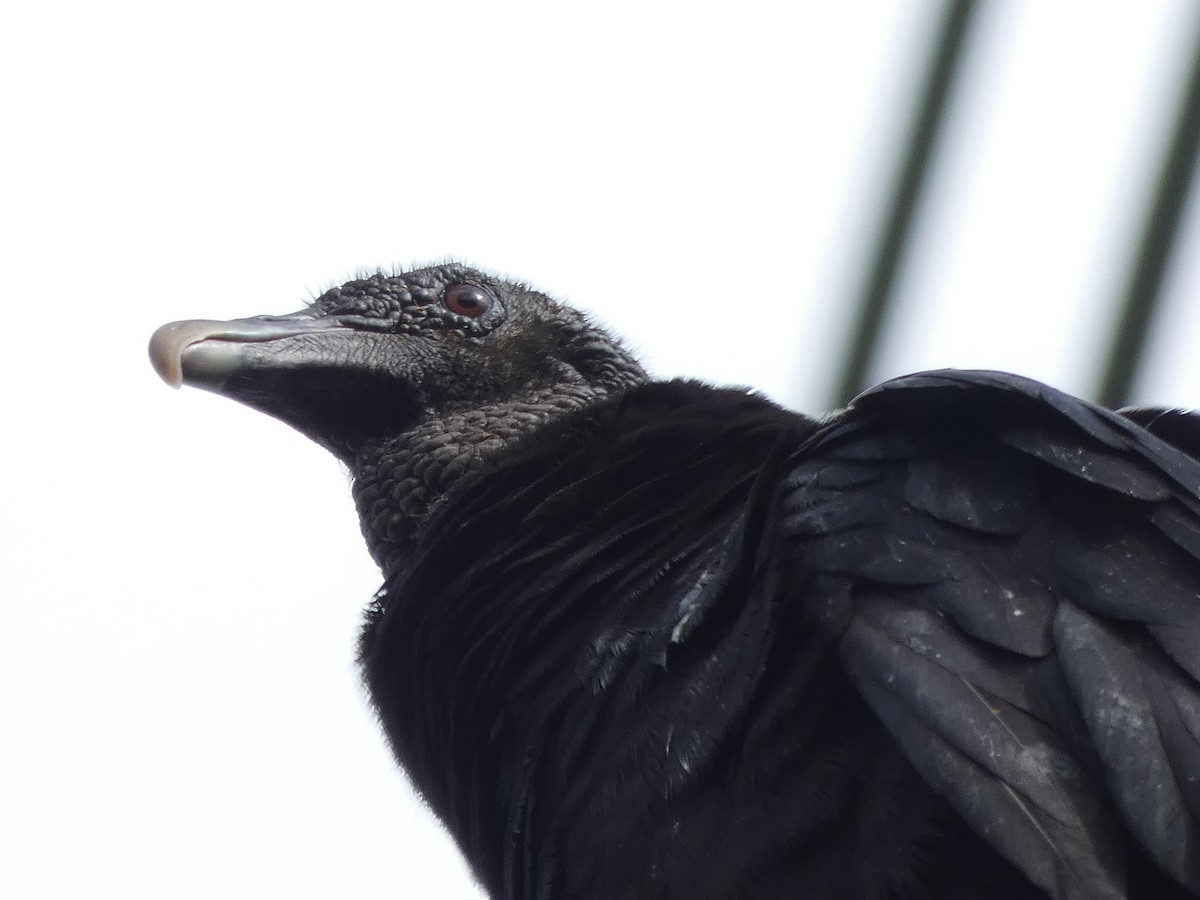 Black Vulture - River Ahlquist