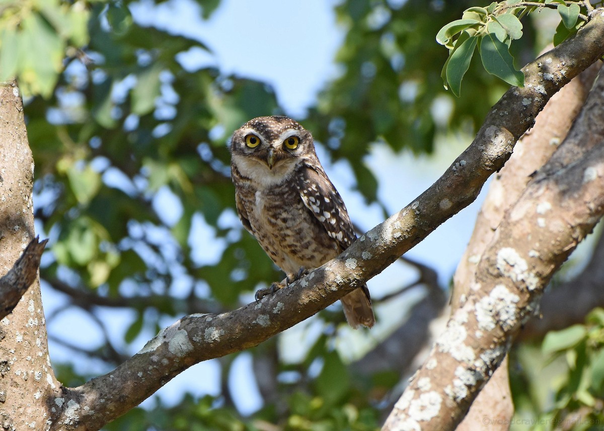 Spotted Owlet - Rajesh Radhakrishnan