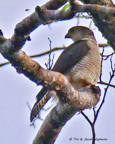 Sharp-shinned Hawk (Rufous-thighed) - Tini & Jacob Wijpkema