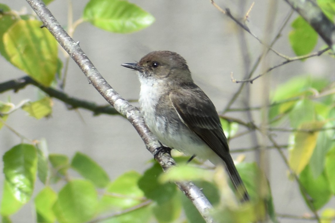 Eastern Phoebe - ML161200911
