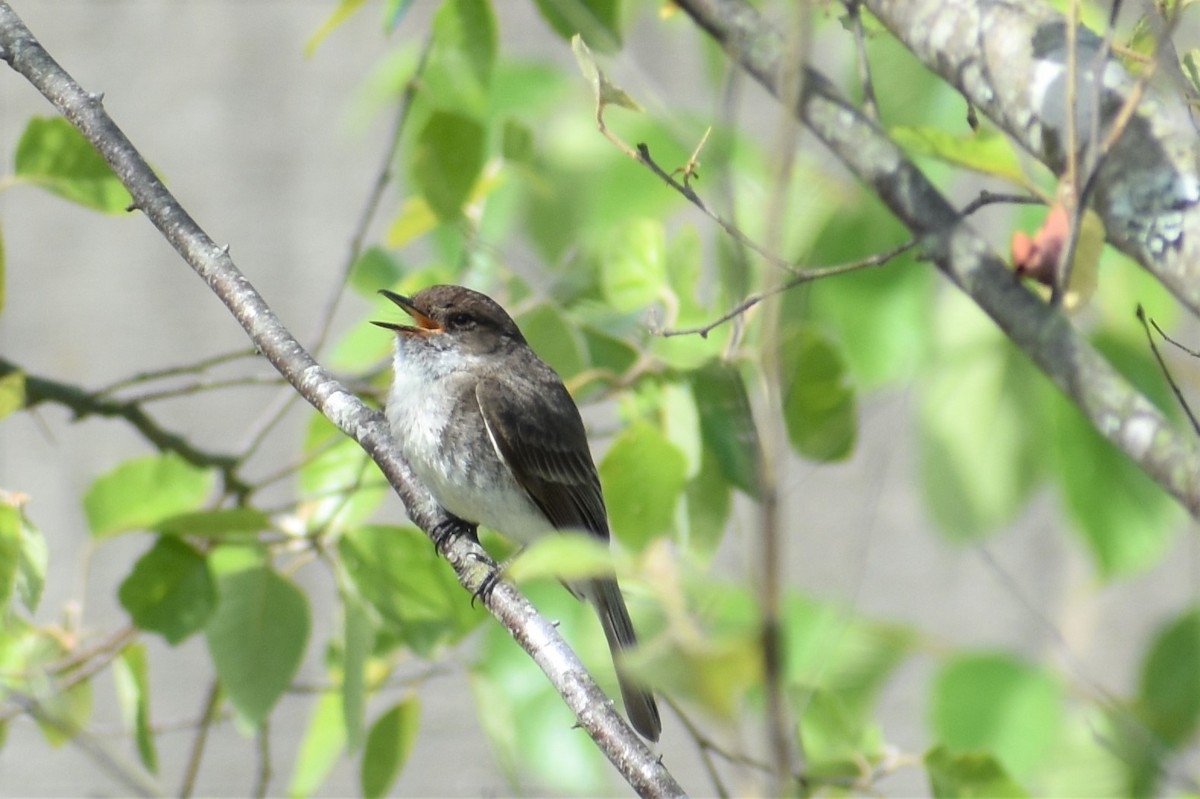 Eastern Phoebe - ML161200941