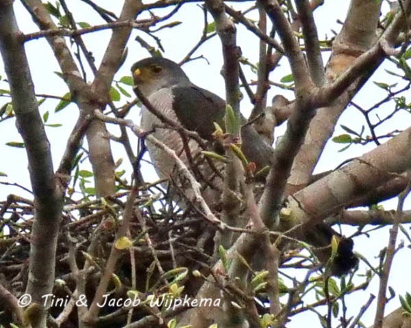 Tiny Hawk - ML161200951