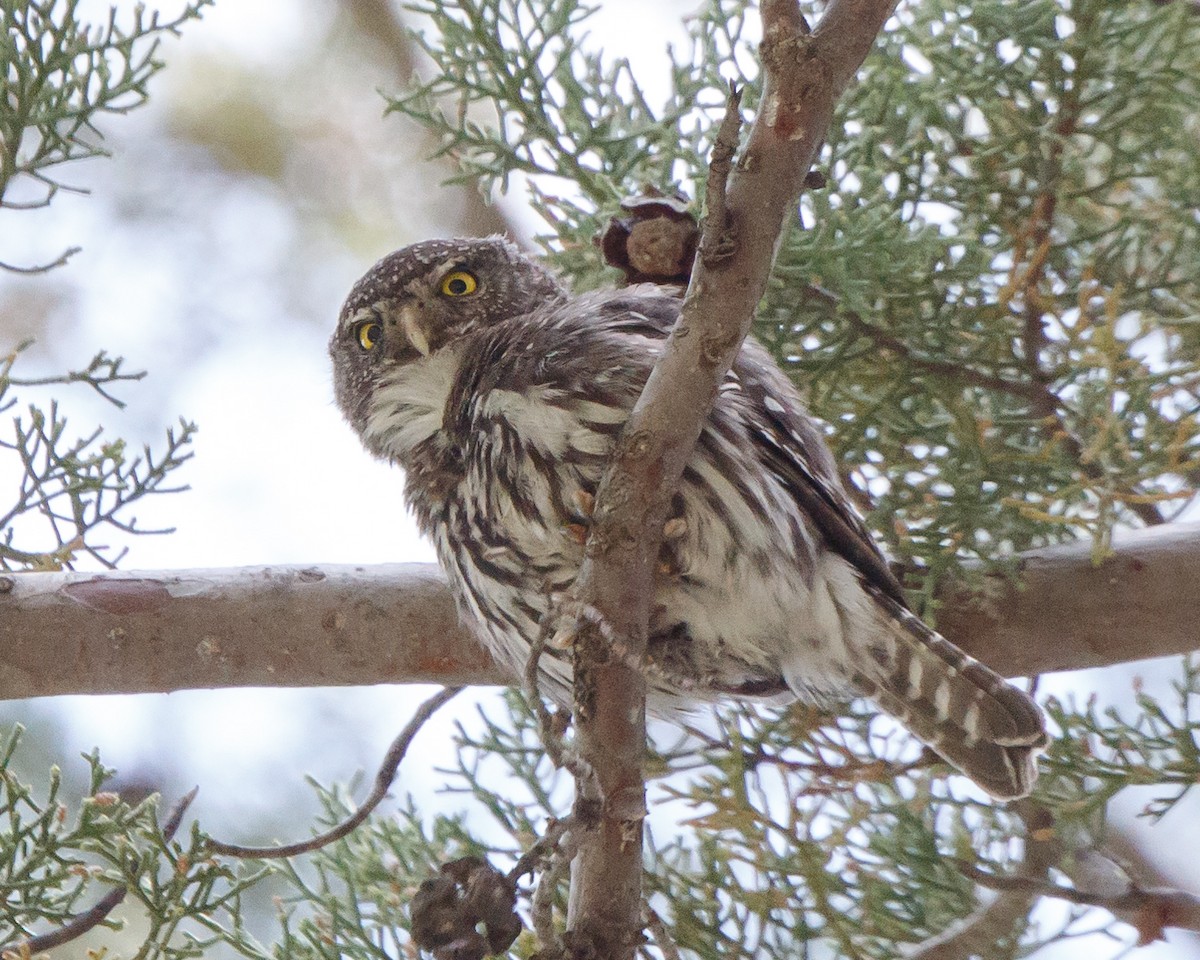 Northern Pygmy-Owl (Mountain) - ML161201931