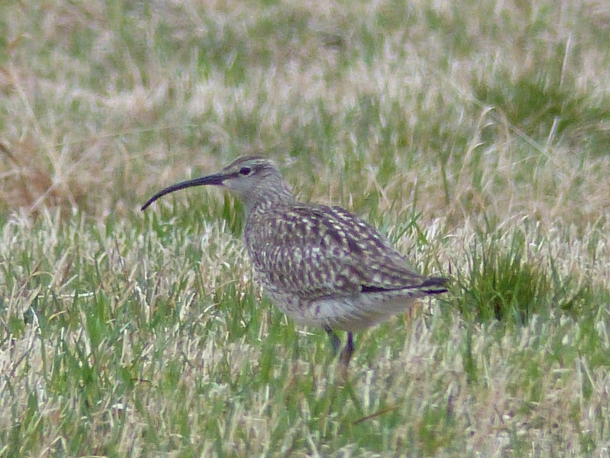 Whimbrel - ML161205571