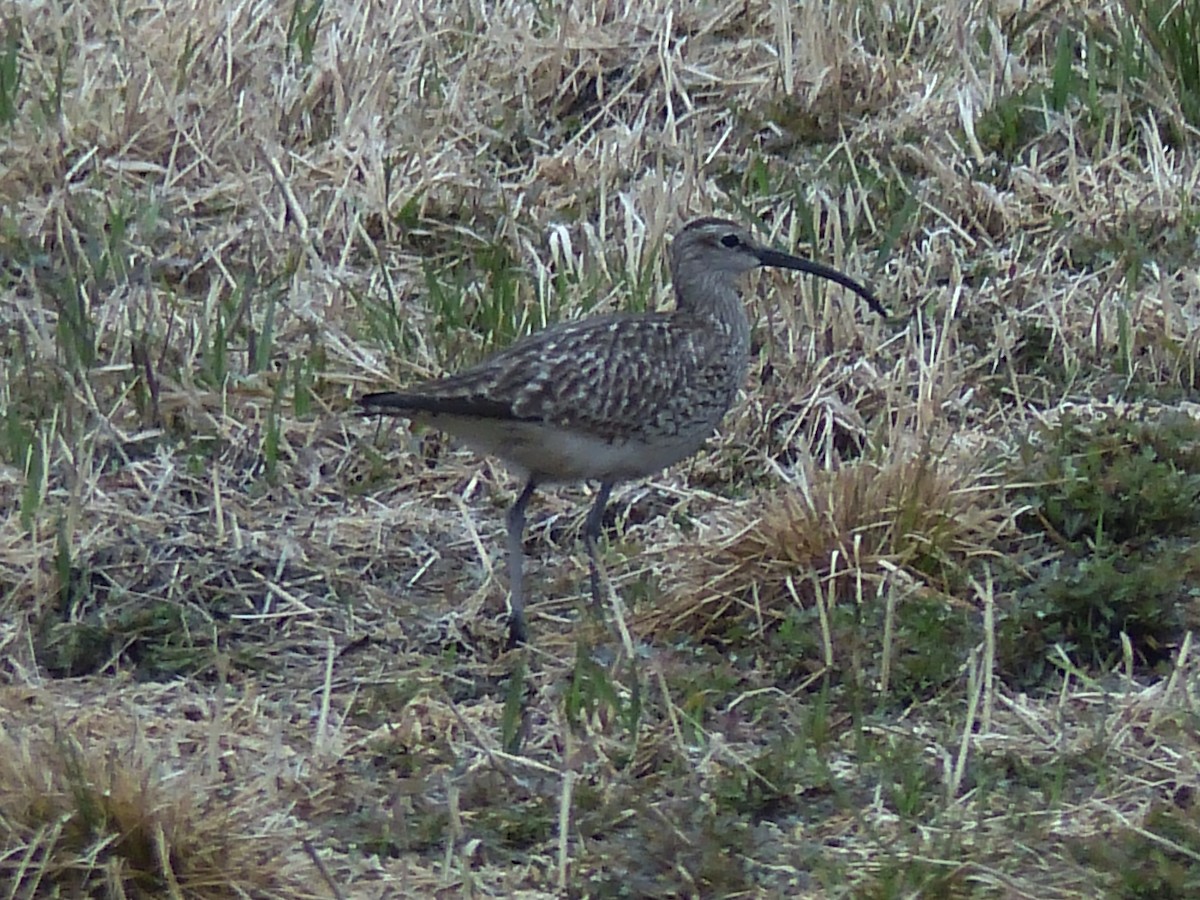 Whimbrel - ML161205621